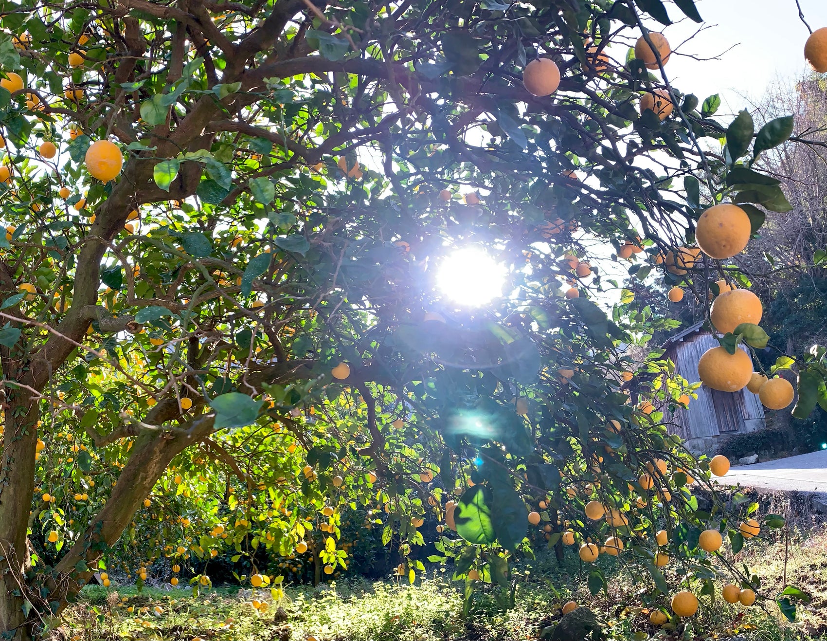 ほんのりカボスがきいた　紅玉りんご皮ごと煮込みジャム