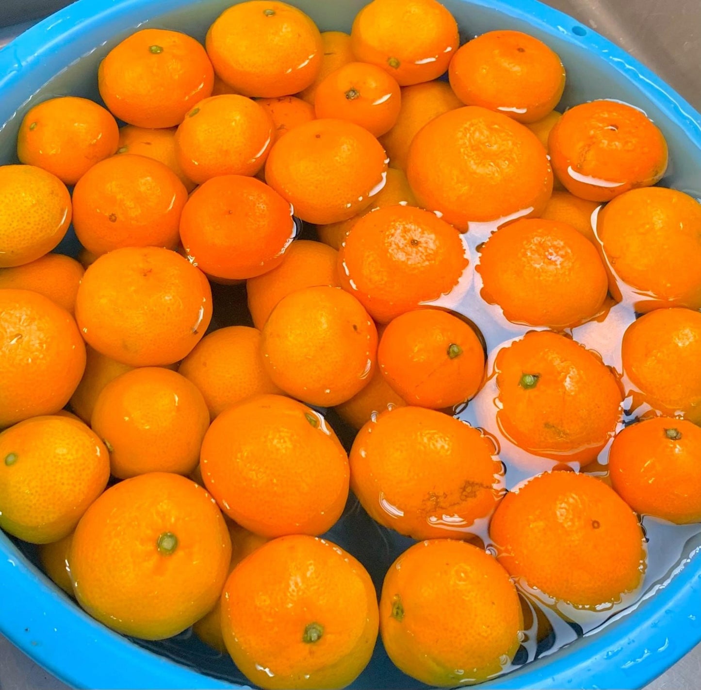 大島みかん