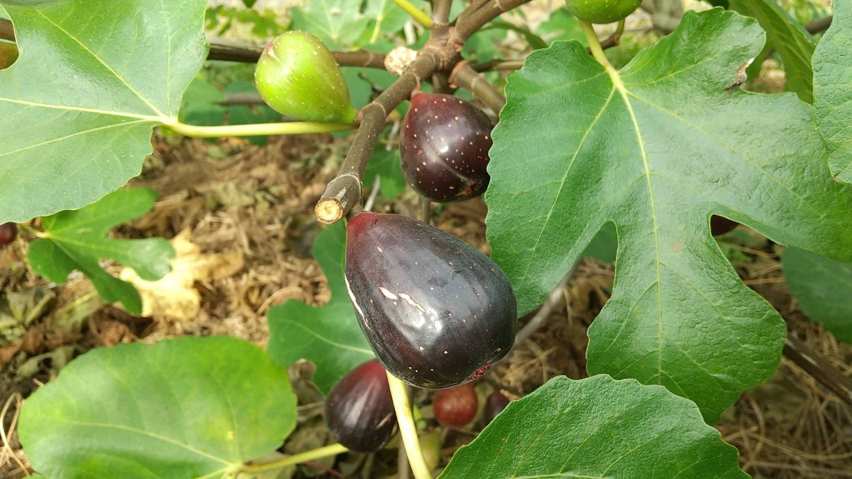 黒無花果
