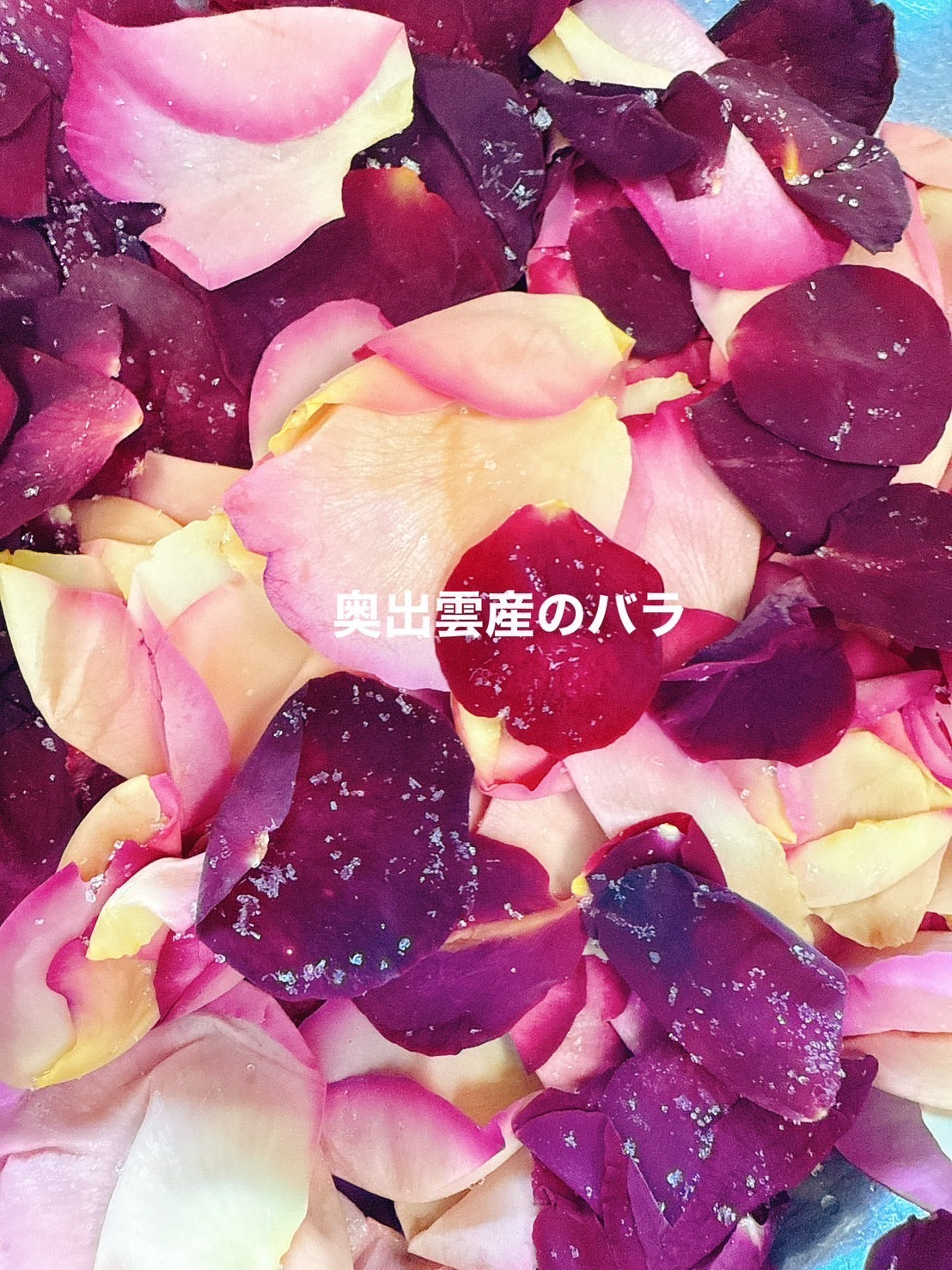 レモンとはるか　～春のバラの香りを添えて～