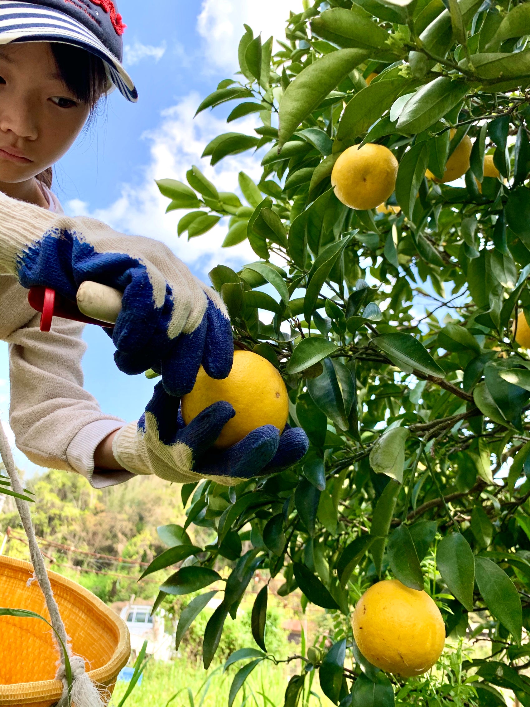 小夏ピールと島の青梅
