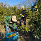 瀬戸内レモン｜自家農園レモン