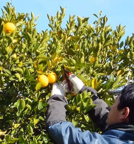 樹上完熟させた黄金かぼすの蜂蜜マーマレード