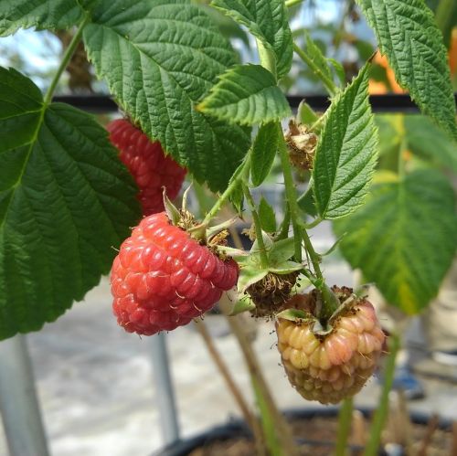 ～ローズクラウン～　ころころ3種の夏色果実　～高原と島のBerryたち～