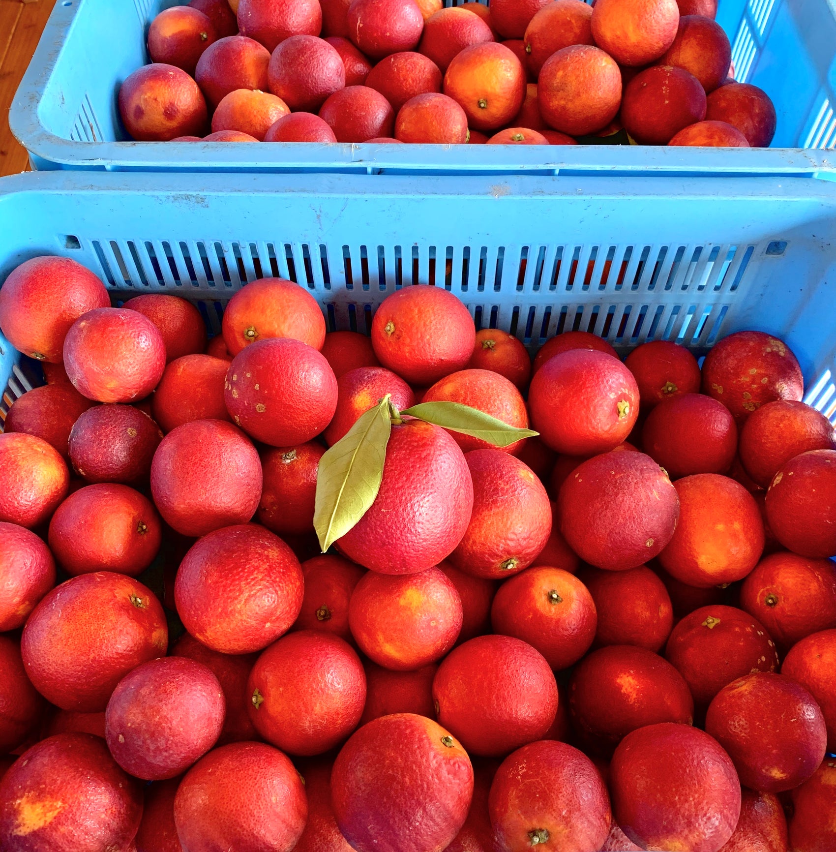 自家農園ブラッドオレンジ