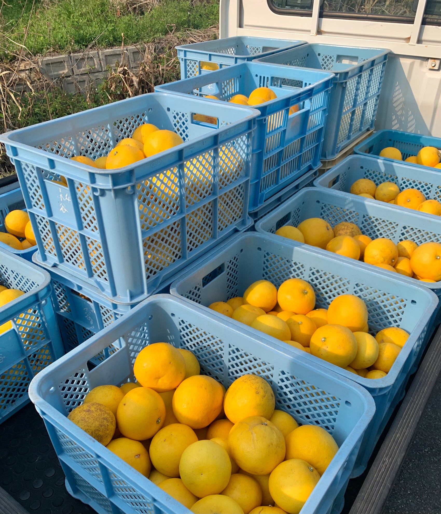 国産グレープフルーツ