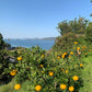 夏みかんアールグレイ