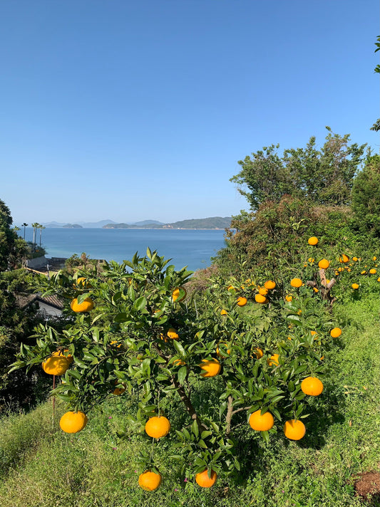 夏みかんアールグレイ