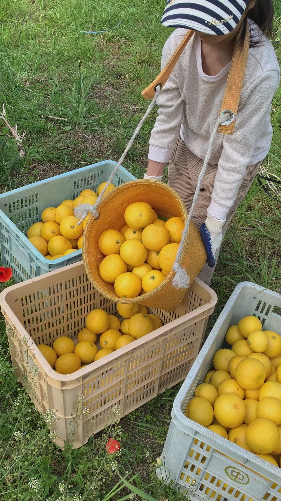 日向夏のさわやか系マーマレード